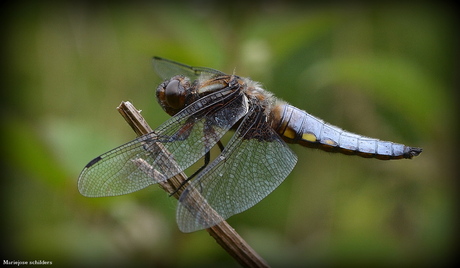 Platbuik libelle