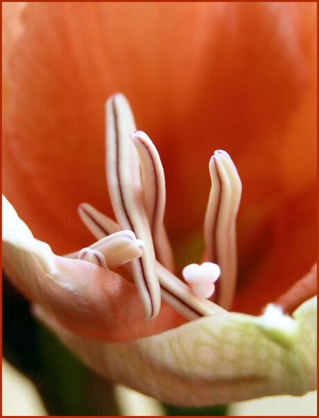 Amaryllis