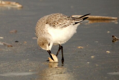 Drieteen strandloper