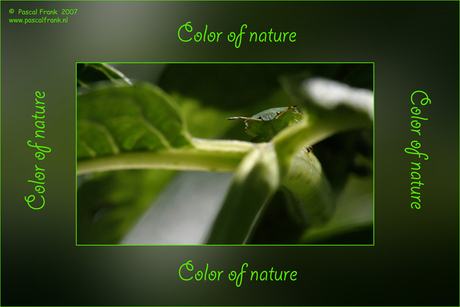 Color of nature