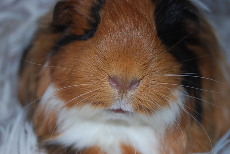 Cavia