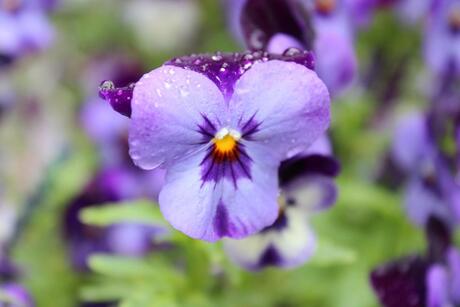 viooltje na een regenbui