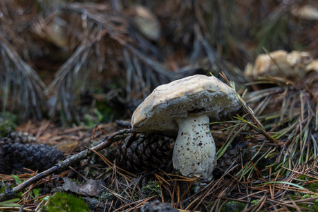 Paddestoel1