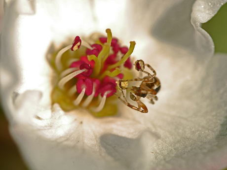 macro spin bloesem