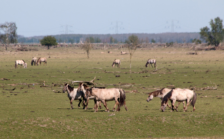 Paarden in de Oostvaardersplassen