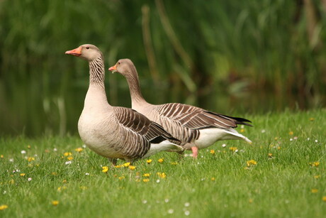 Grauwe gans