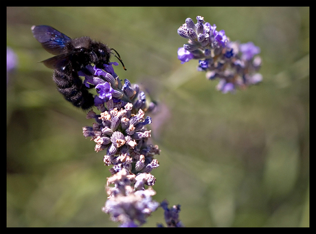 Xylocopa violacea