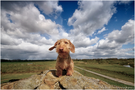 King of the World