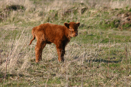 Kalf van Hooglander