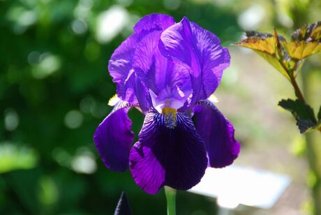 Bloei in Kasteeltuin Hemmen