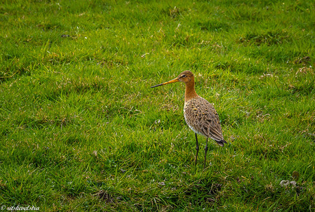 Onze nationale vogel de GRUTTO