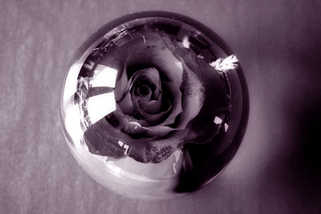 B/W Rose