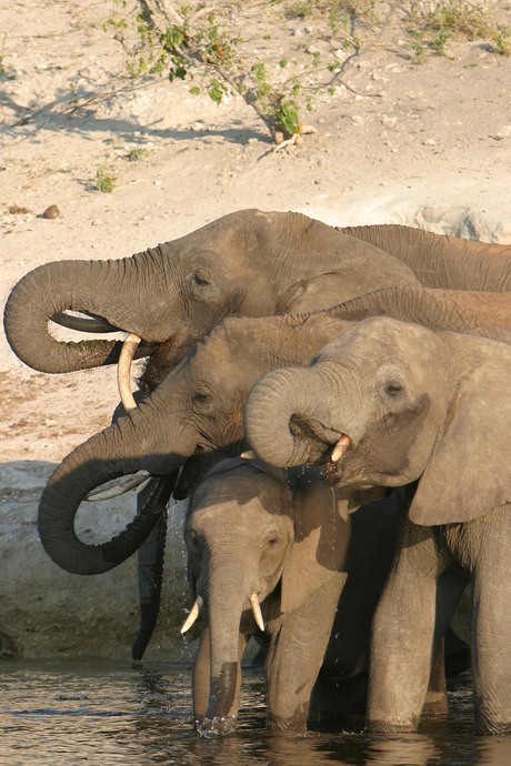 botswana, olifanten