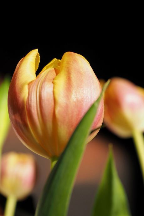 Tulp