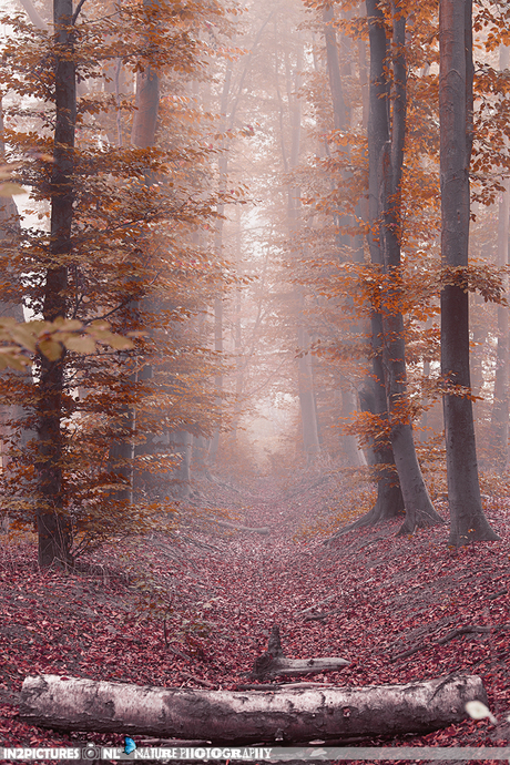 Dutch Misty forests - Part I