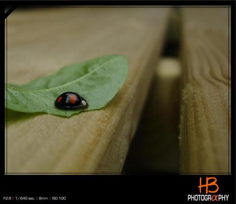 HB Ladybird