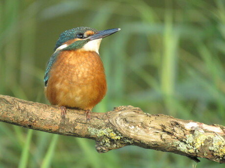 ijsvogel