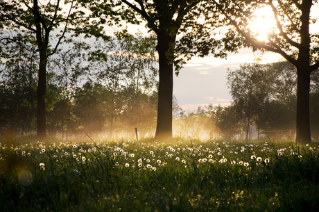 Avondzon