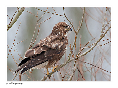 buizerd ( vers van de pers )