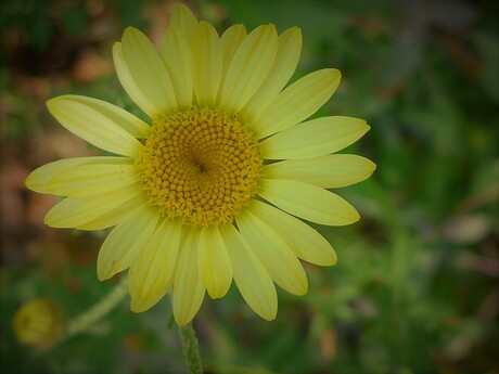 gulden snede in het hart van een bloem