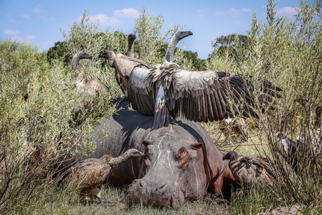 Laatste avondmaal...in Chobe National Park, Botswana