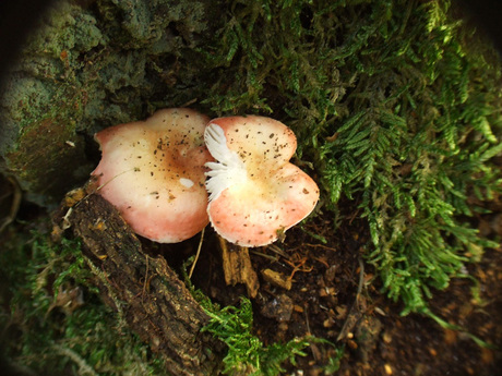 paddenstoelen