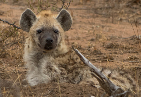 Hyena