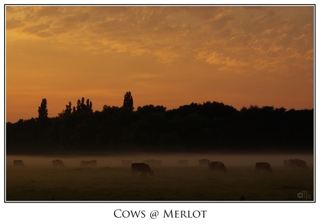 Koeien bij Merlot in de avondschemering