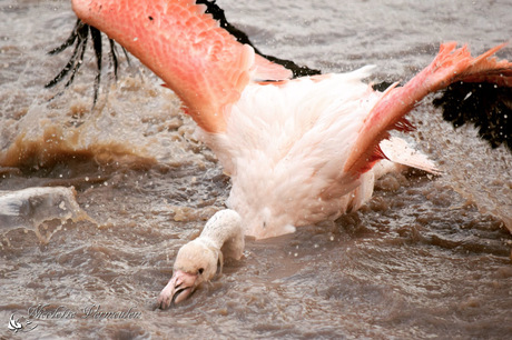 Flamingo spat in het water