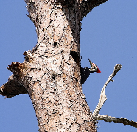 Hoog in de bomen