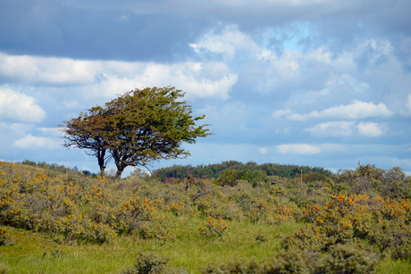 Amsterdamse Waterleiding Duinen