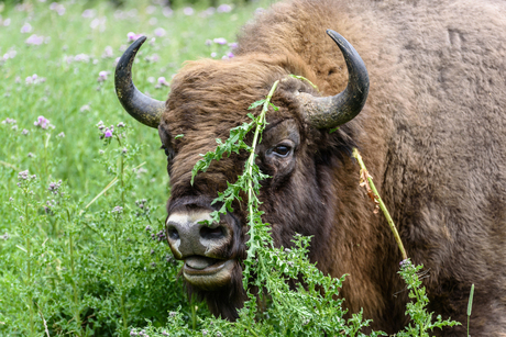 Wisent