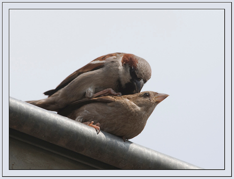 Waar een dakgoot goed voor is!!