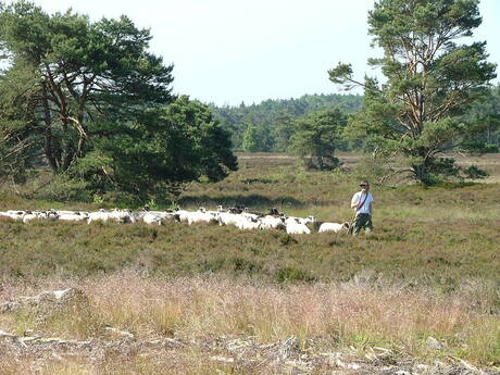 Herder op de hei