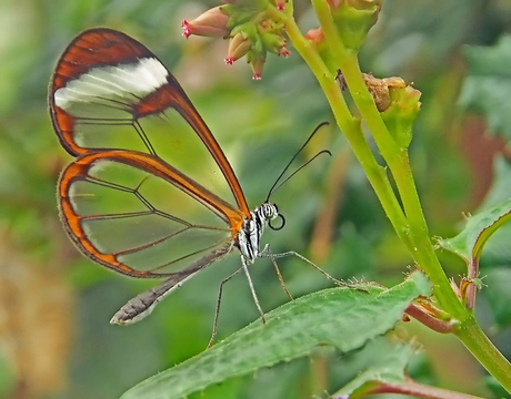 Zoomdag Botanische Tuinen Utrecht