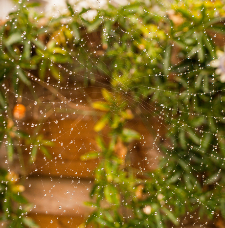 Spinnenweb met regendruppels