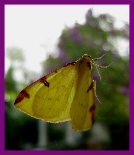 Gele vlinder