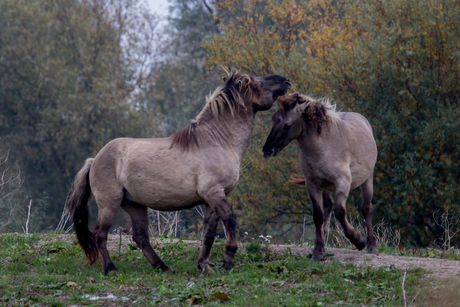 Oostvaardersplassen