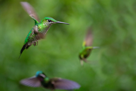 Kolibri in Monteverde, Costa Rica