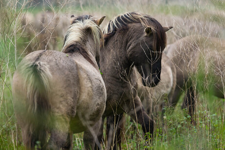 Konik paarden