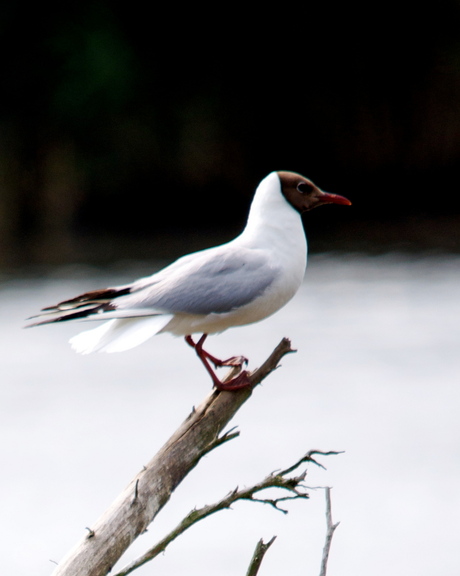 Vogel in Vinne