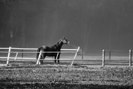 Paard in de mist.