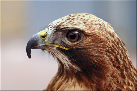 Buizerd