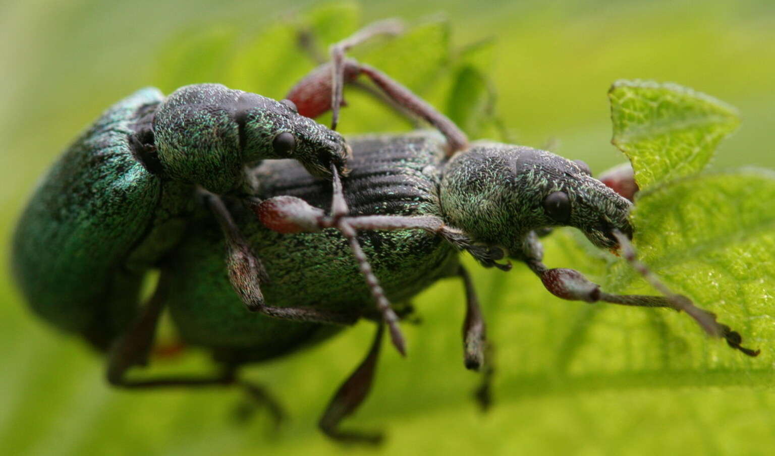 Sex en Eten - foto van charger67 - Macro - Zoom.nl