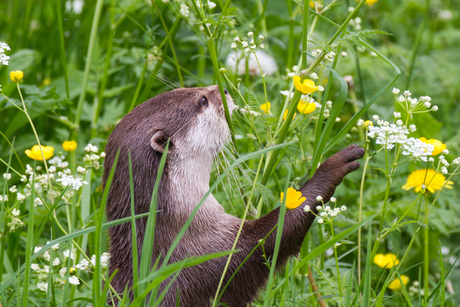 Otter in de bloemen