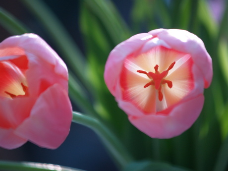 doorzichtige tulp