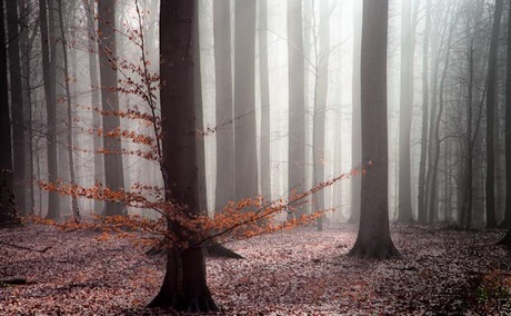 Mist in een bos