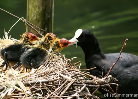 Meerkoet en jongen