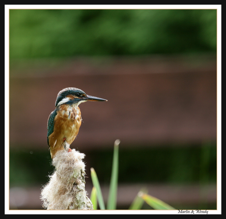 Duitse ijsvogel