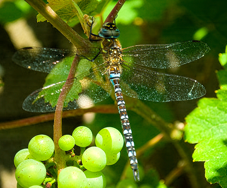 libelle2_zoom.jpg